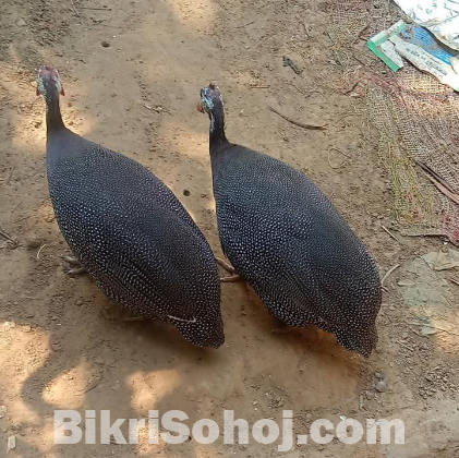 তিতি মুরগি